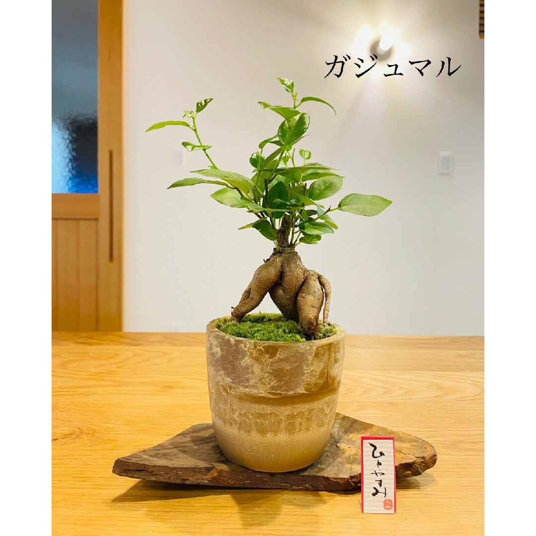 《専用/メルカリ便》ガジュマルの苔盆栽3点、コーヒーの樹の苔盆栽