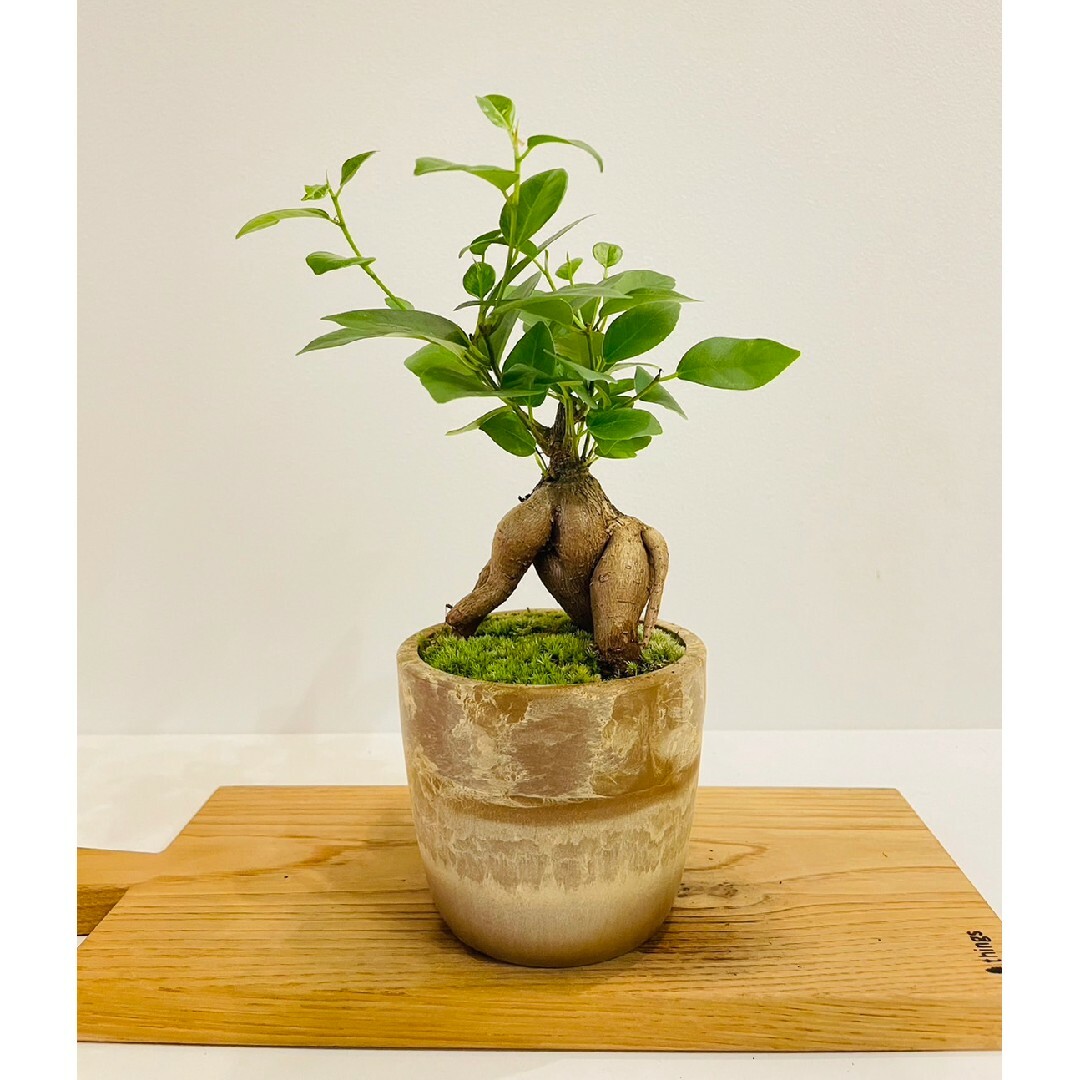 《専用/メルカリ便》ガジュマルの苔盆栽3点、コーヒーの樹の苔盆栽