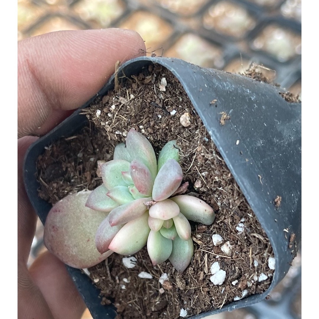 多肉植物 アリエル 抜き苗