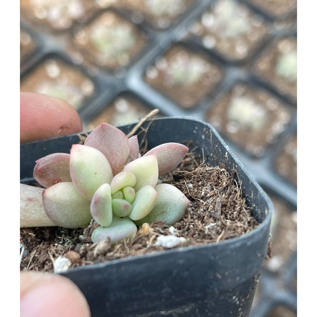 アリエル錦　多肉植物