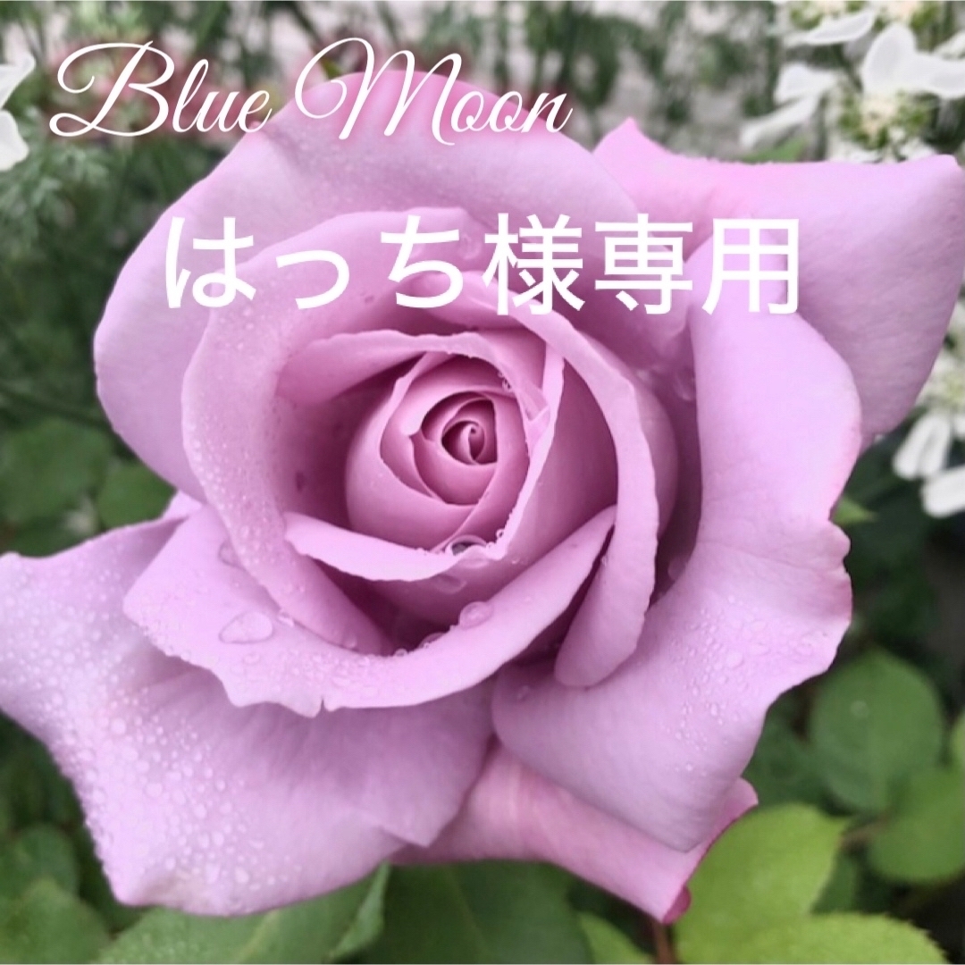 四季咲きバラ苗　大輪　超強香 ハンドメイドのフラワー/ガーデン(その他)の商品写真
