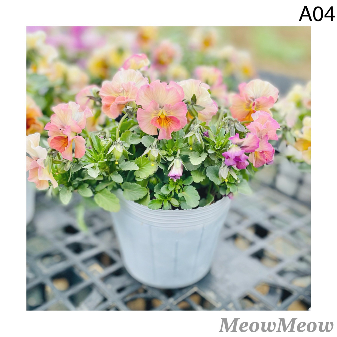 【A04】MeowMeow交配 フリルビオラの種 混合 30粒 ハンドメイドのフラワー/ガーデン(その他)の商品写真