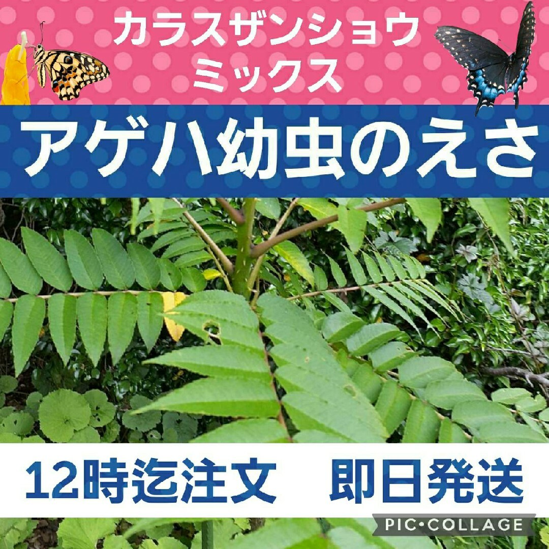 アゲハ幼虫の餌 カラスザンショウ ミックス - 虫類用品