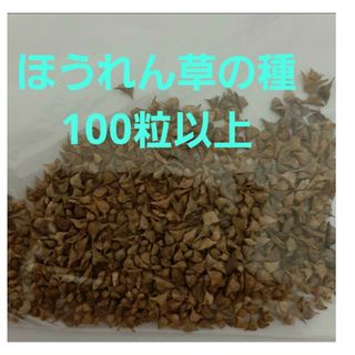 ほうれん草の種　100粒以上　次郎丸(野菜)