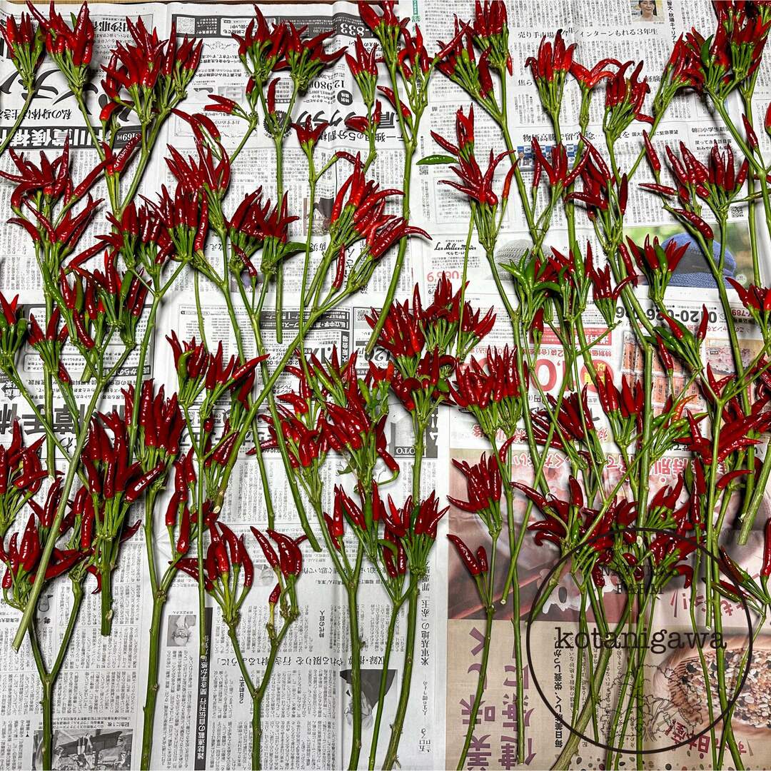 赤唐辛子の花束　完全無農薬　今期収穫 食品/飲料/酒の食品(野菜)の商品写真