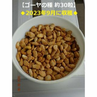 ゴーヤの種【30粒】2023年採取♪無農薬(野菜)