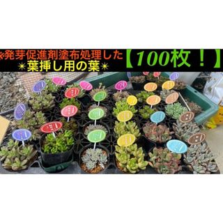 ※発芽促進剤塗布済みの葉挿しの葉【100枚】 (その他)