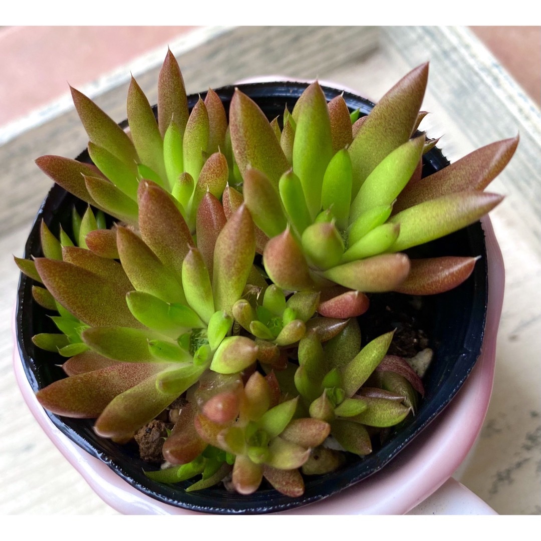 ????????爪蓮華????????多肉植物♪抜き苗♪
