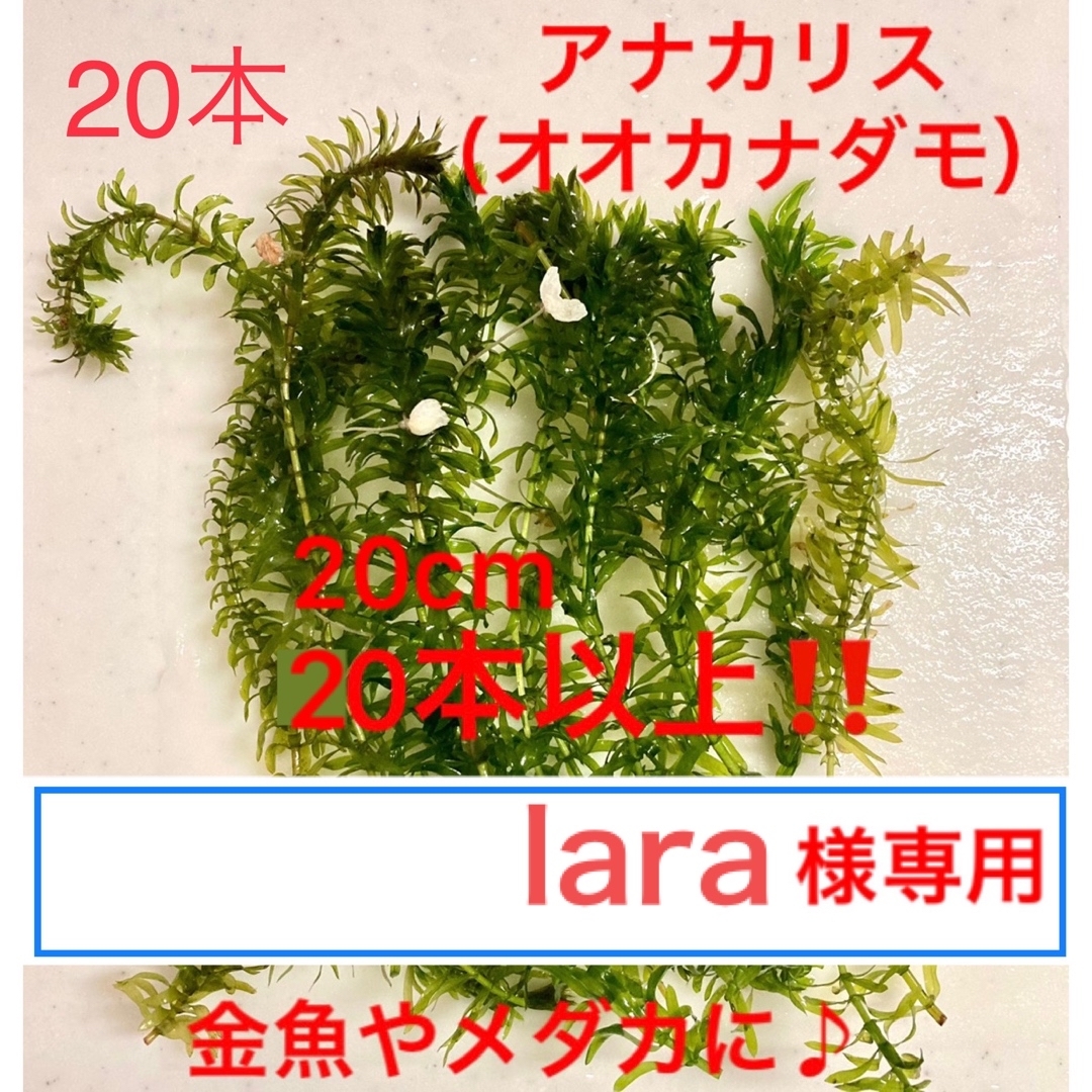 【lara様専用】無農薬　アナカリス 20本　オオカナダモ　水草　 その他のペット用品(アクアリウム)の商品写真