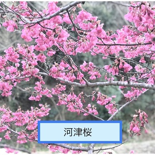 河津桜の種　30個＋α(その他)