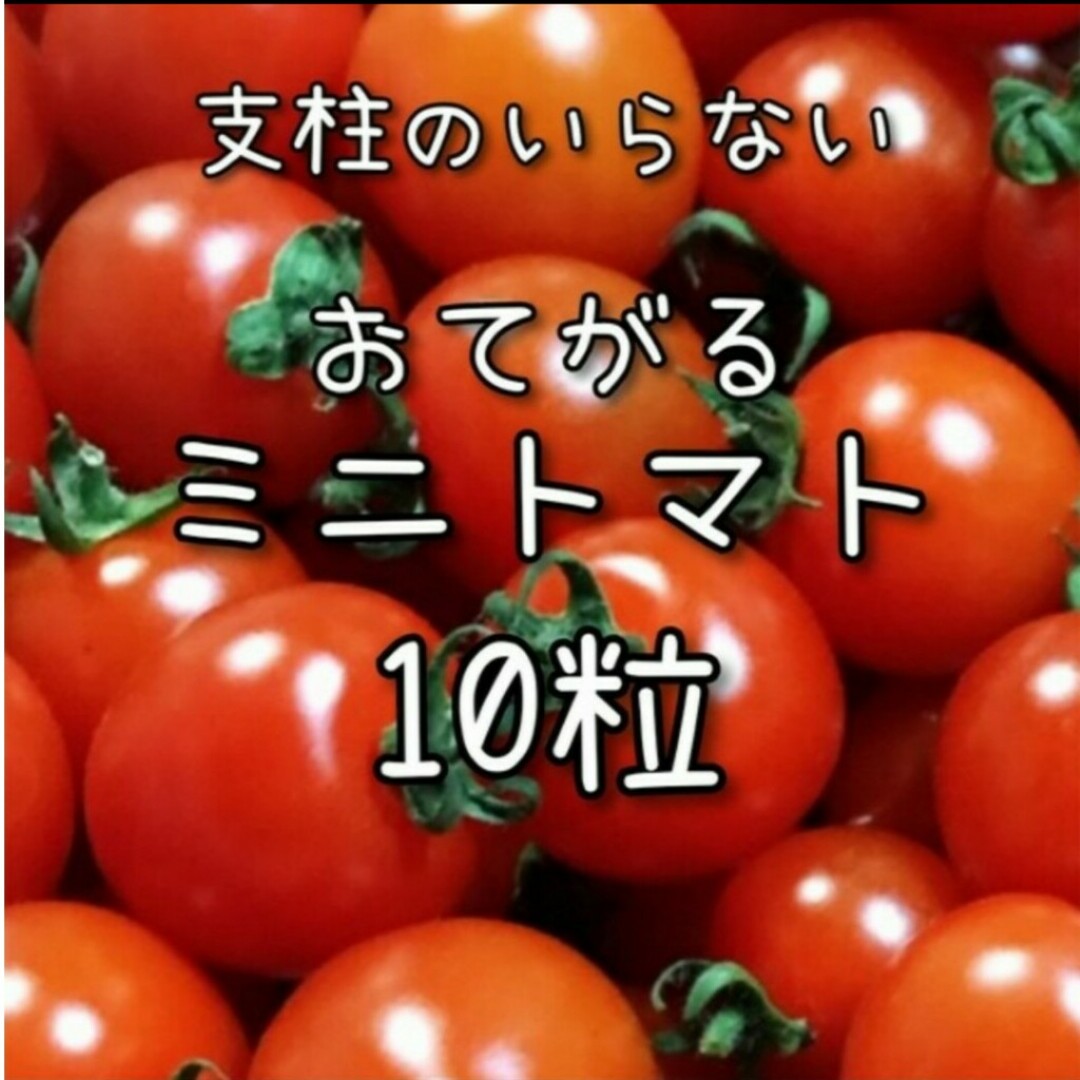【ミニトマトのタネ】10粒 種子 種 野菜 夏野菜 その他のその他(その他)の商品写真