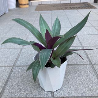 観葉植物　ムラサキオモト　オーロラ＆イエロースター　抜き苗(その他)