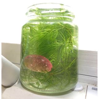 水草（マツモ）(アクアリウム)