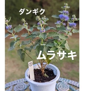 ダンギク　段菊　花苗根付き　☆蕾つき大きな１株　紫①　ふんわりお花がたくさん(プランター)