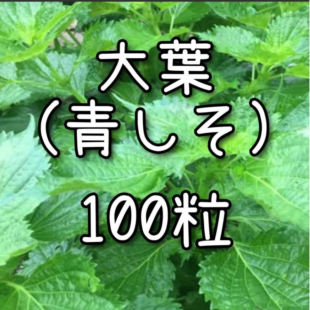 【大葉のタネ】100粒 種子 種 青じそ シソ 紫蘇 ハーブ その他のその他(その他)の商品写真