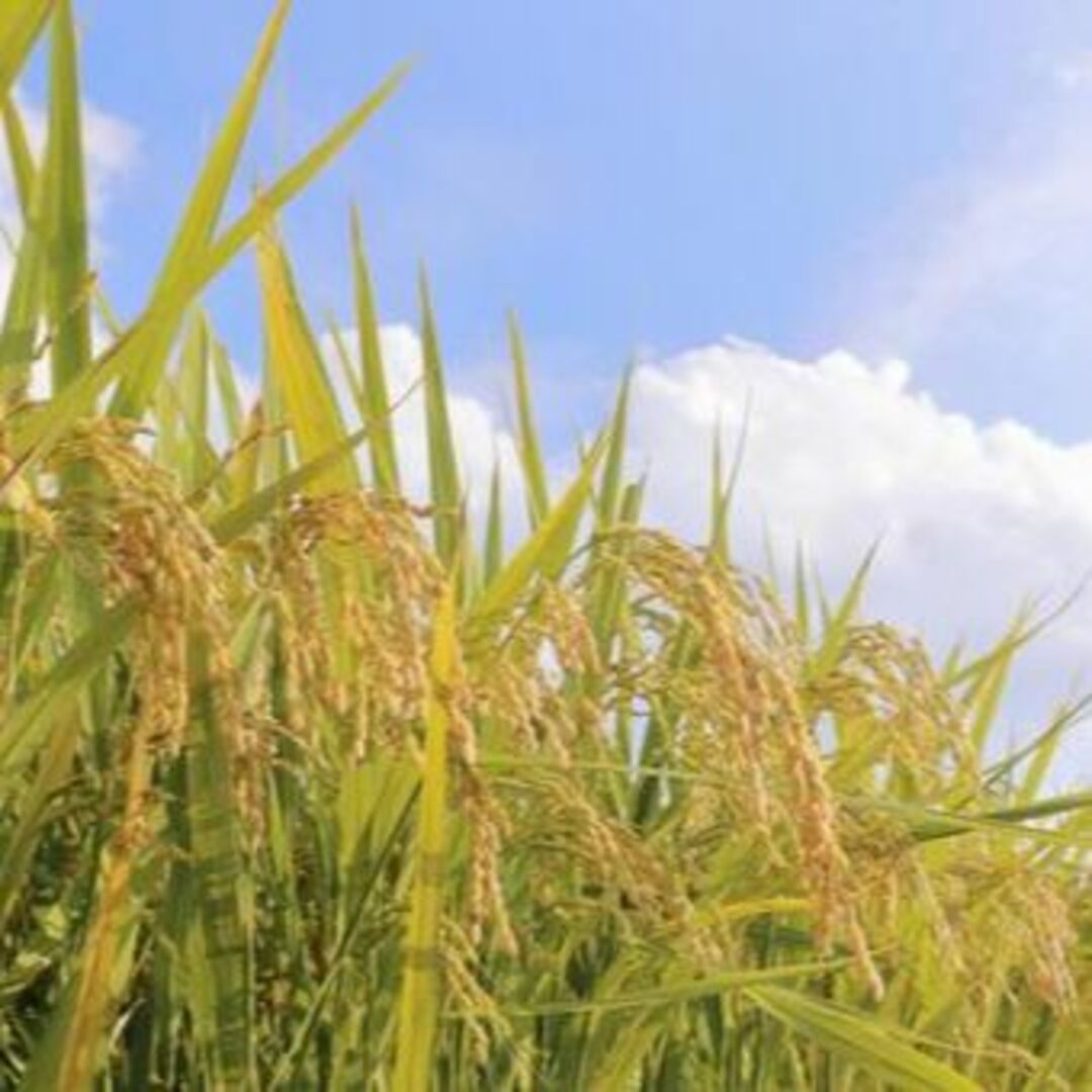 令和５年産　あきたこまち30kg(玄米）