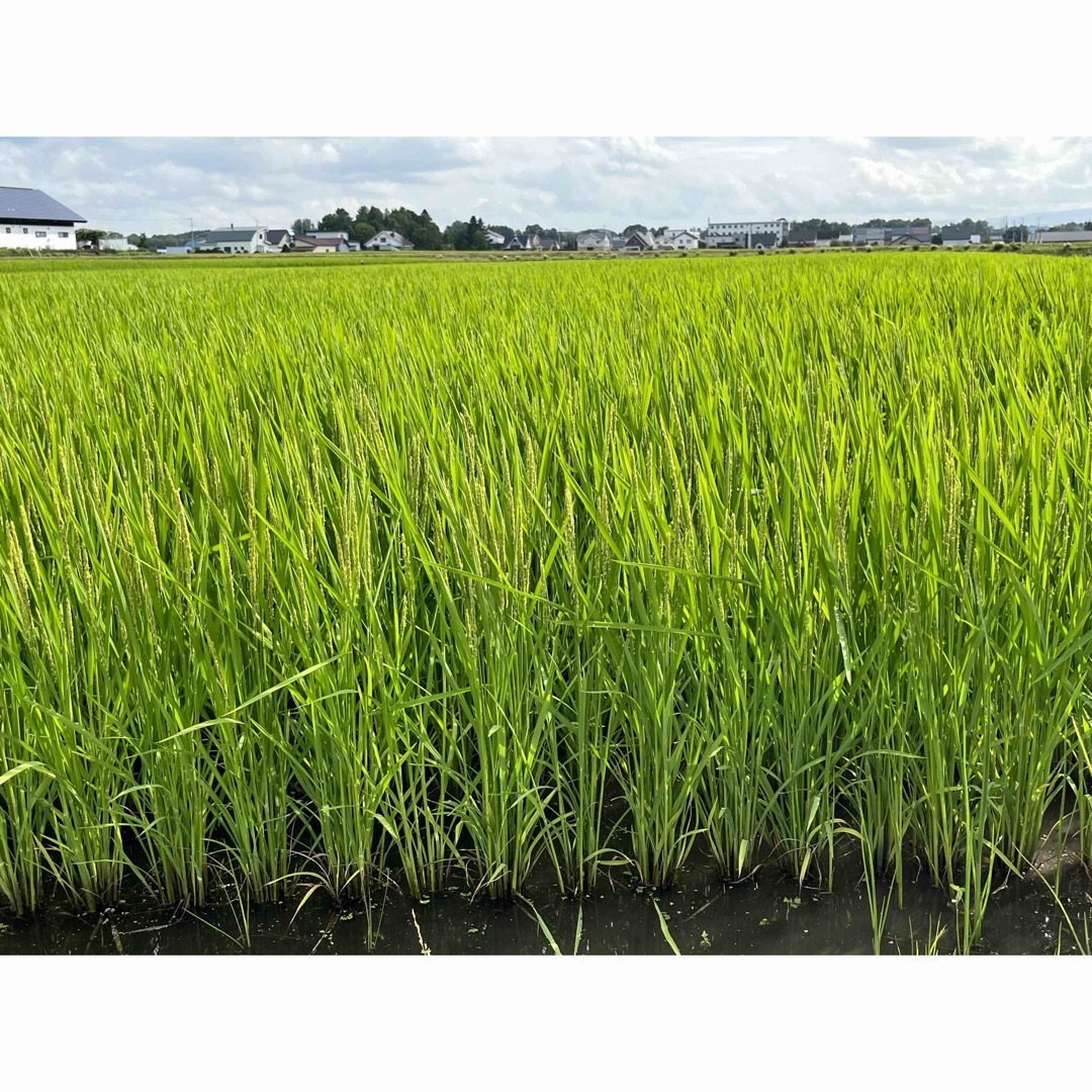 令和5年度北海道産ゆめぴりか玄米10キロ農家直送 2