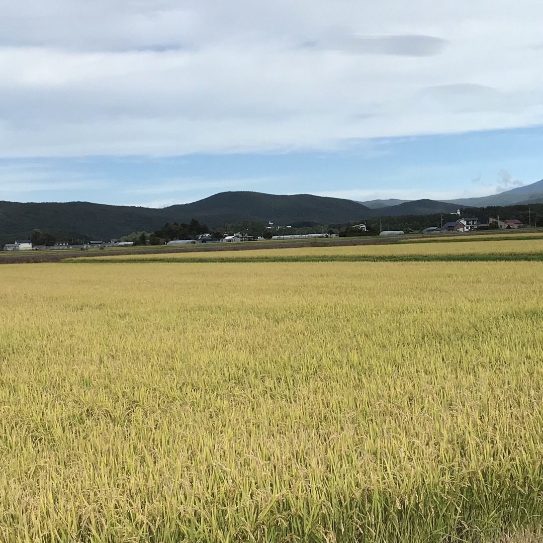令和5年度北海道産ゆめぴりかとななつぼし玄米各５キロ農家直送 3