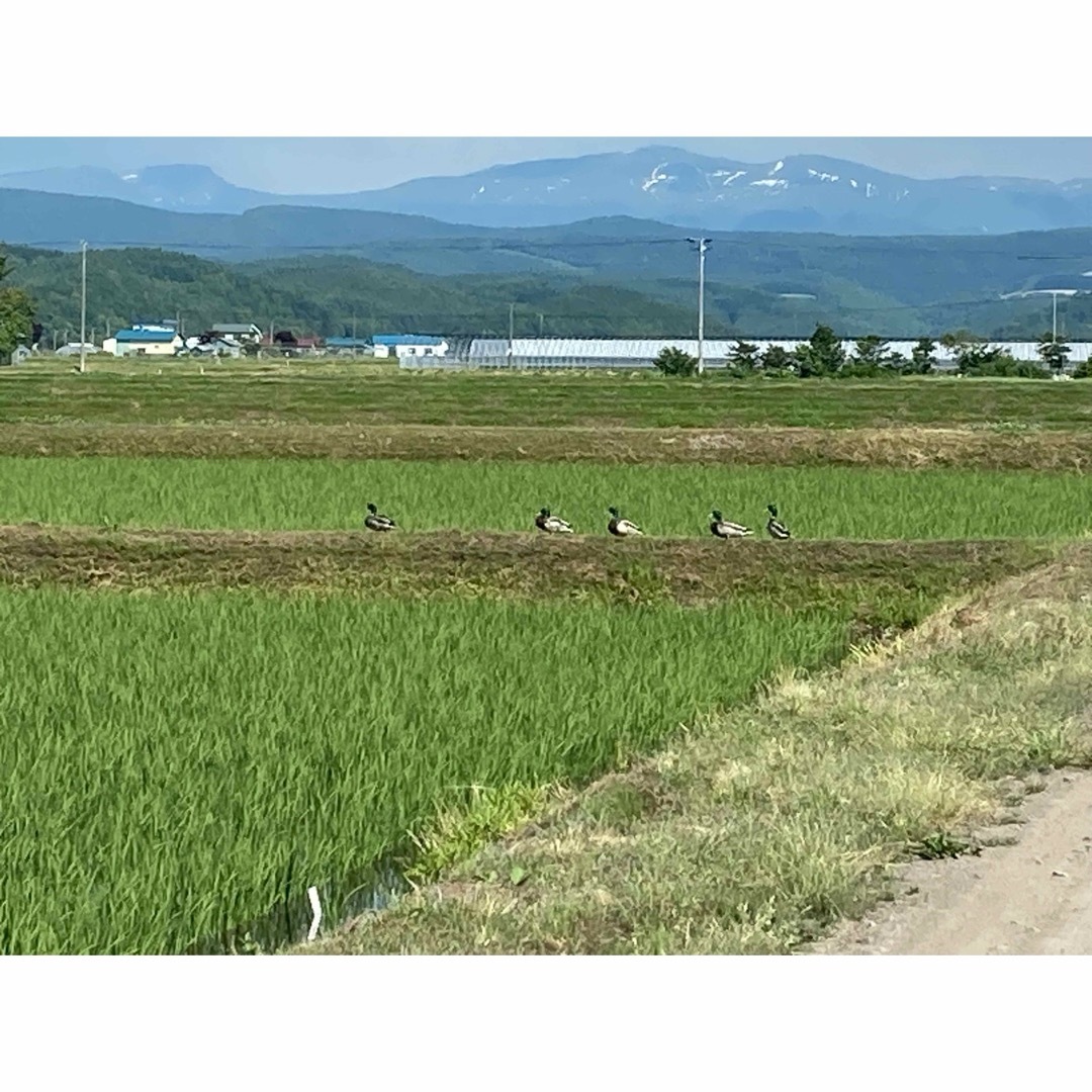 令和5年度北海道産ゆめぴりかとななつぼし玄米各５キロ農家直送