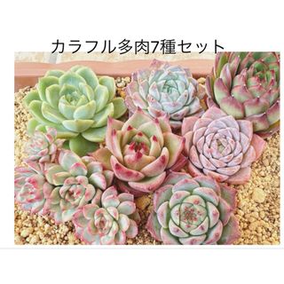 2セット　カラフル多肉植物7種セット　カット苗詰め合わせ　エケベリア　寄せ植えに(その他)