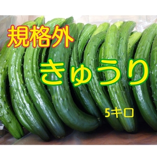 規格外きゅうり 5kg(野菜)