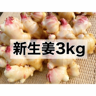 新生姜3kg(野菜)