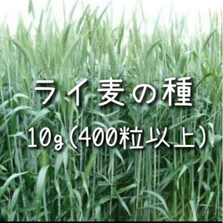 【ライ麦のタネ】10g 種子 種 ライムギ 種子 種 緑肥(その他)