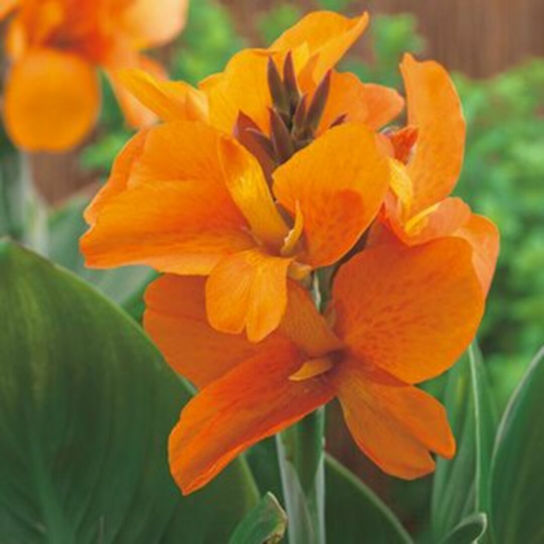 【花の種】カンナ　F１サウスパシフィック　オレンジ　１０粒　表皮レーザー処理済 ハンドメイドのフラワー/ガーデン(プランター)の商品写真