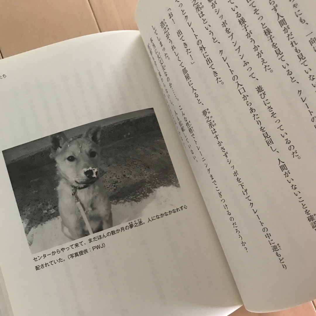 金の星社(キンノホシシャ)の命を救われた捨て犬夢之丞 災害救助泥まみれの一歩 エンタメ/ホビーの本(絵本/児童書)の商品写真