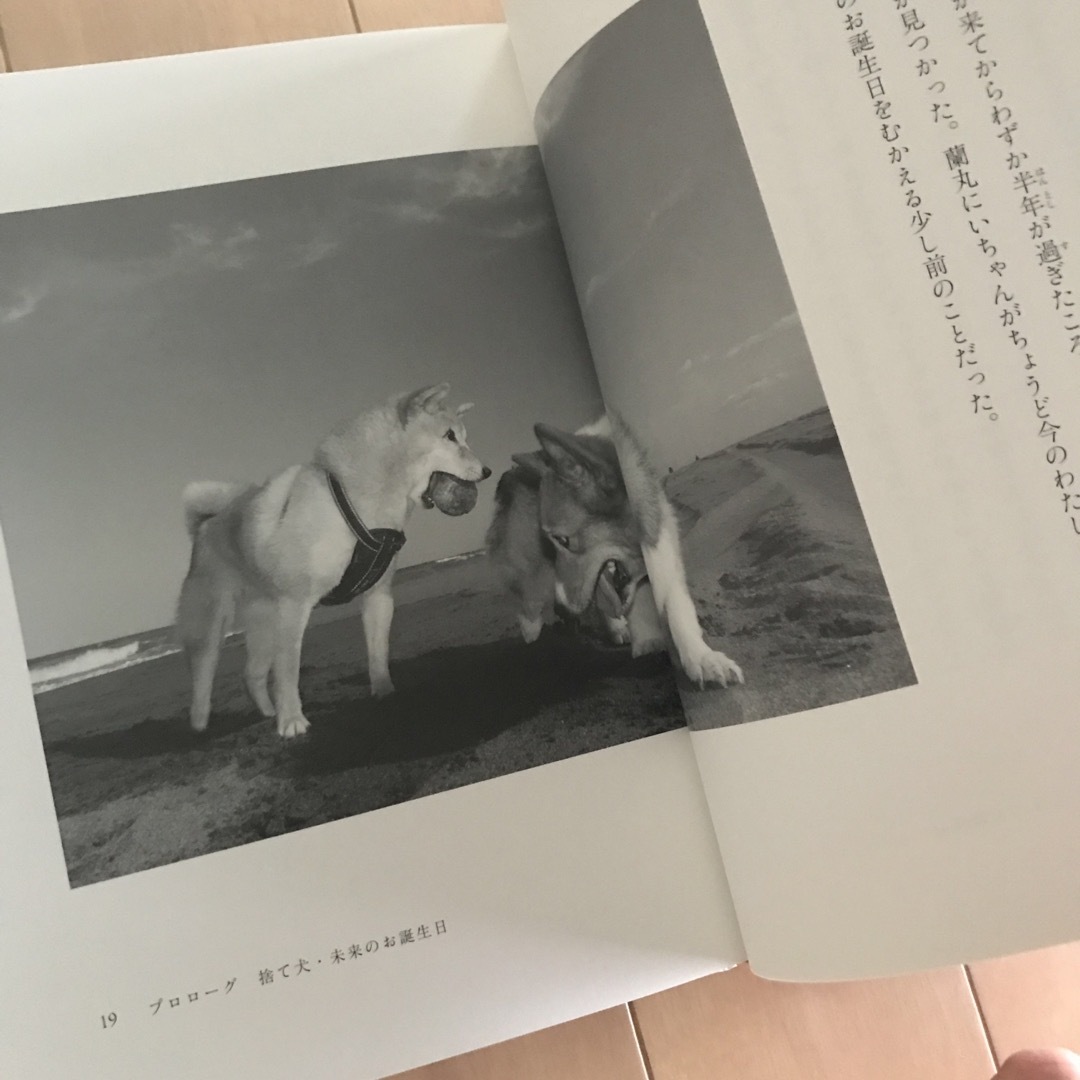 犬関連の児童書 エンタメ/ホビーの本(絵本/児童書)の商品写真