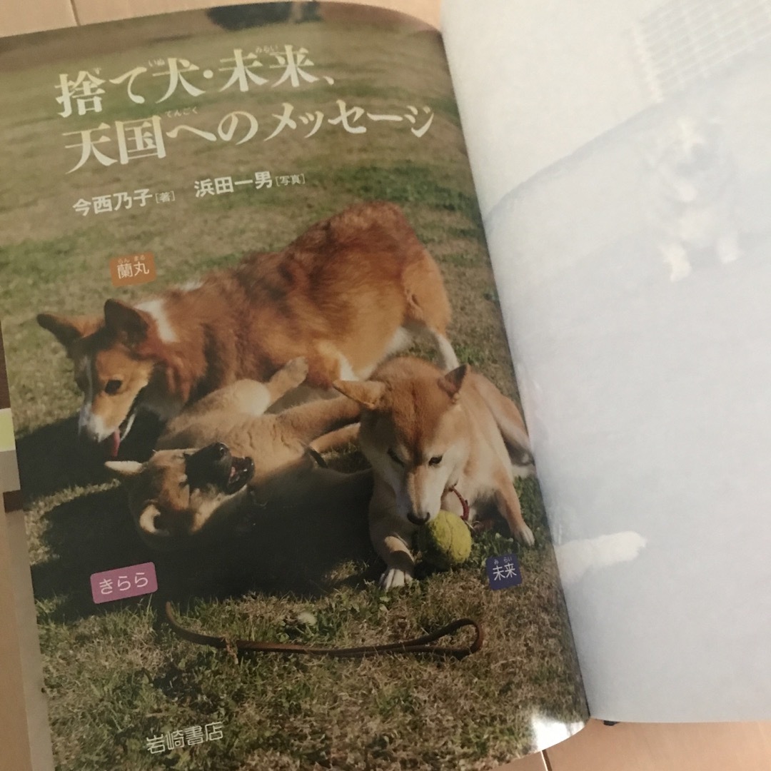 犬関連の児童書 エンタメ/ホビーの本(絵本/児童書)の商品写真