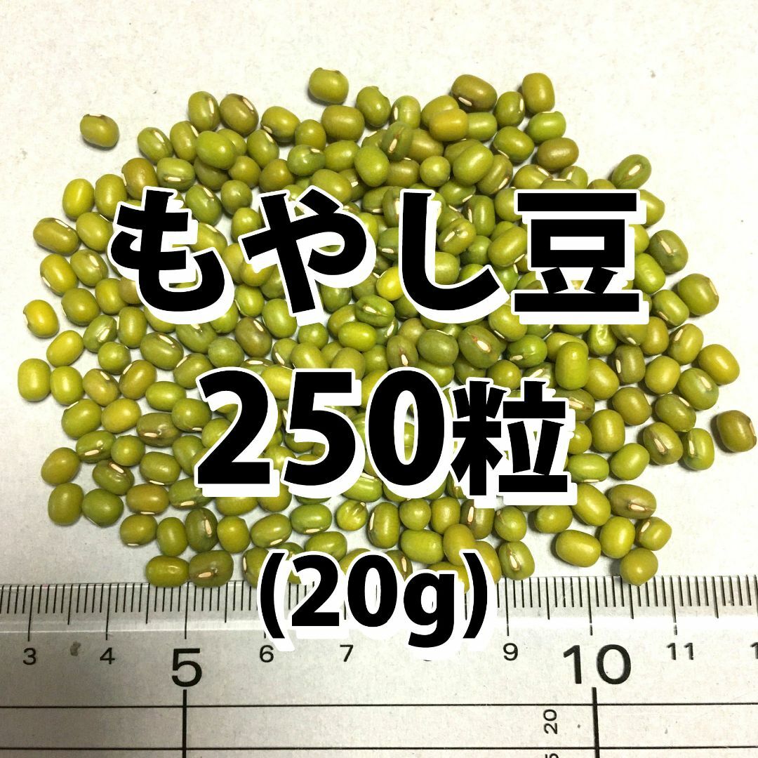 【250粒以上】もやし　緑豆　種 タネ　たね　20g　自由研究 食品/飲料/酒の食品(野菜)の商品写真