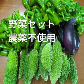 野菜セット ゴーヤ なす ピーマン 米なす 万願寺 とうがらし 農薬不使用(野菜)