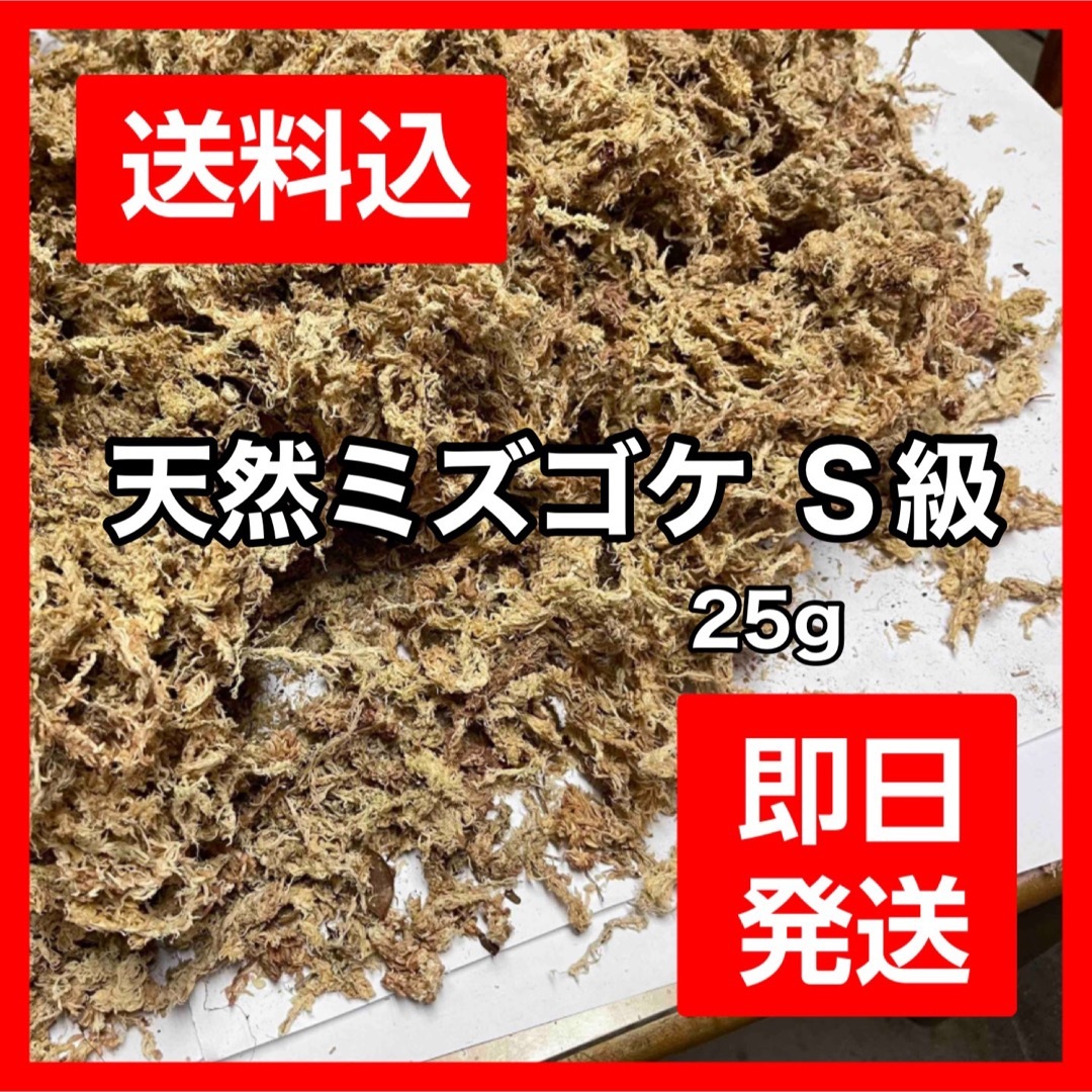 天然水苔 ミズゴケ 乾燥水苔 チリ産 Ｓ級 25g ハンドメイドのフラワー/ガーデン(その他)の商品写真