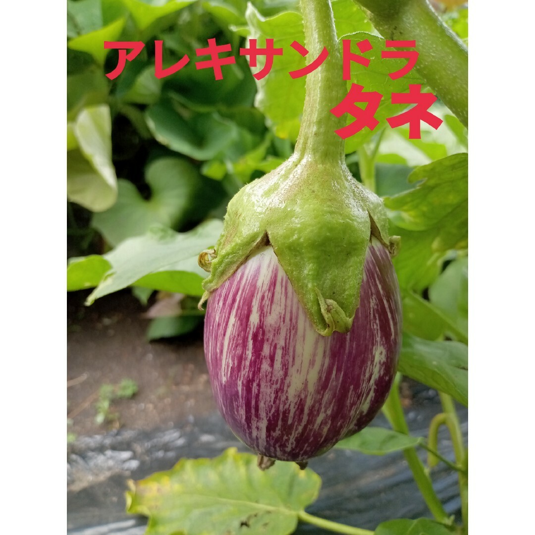 2種類のナス種 食品/飲料/酒の食品(野菜)の商品写真