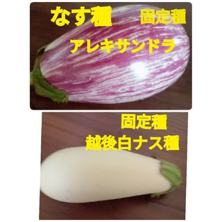 2種類のナス種(野菜)