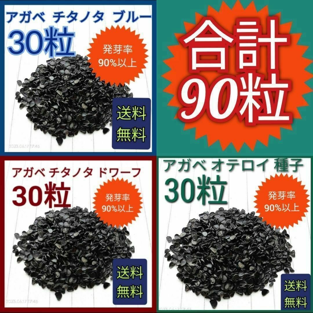 【即購入可】アガベ　チタノタドワーフ30粒　オテロイ30粒　チタノタブルー30粒 ハンドメイドのフラワー/ガーデン(その他)の商品写真