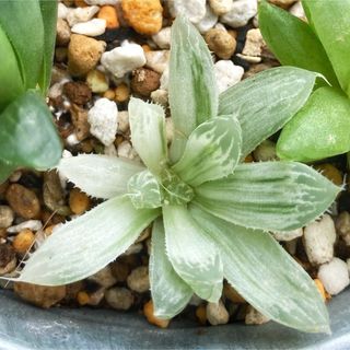 ハオルチア　ピリフェラ錦　小苗　軟葉系ハオルシア　斑入り　多肉植物　観葉植物(その他)