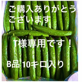 朝採りきゅうり10キロ(野菜)