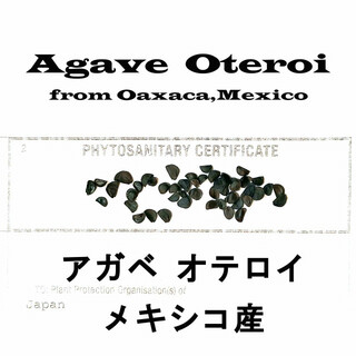 8月入荷 20粒 オペルクリカリアパキプス 種子 種 種証明書あり