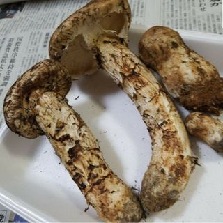 松茸 4】岩手県産 251g 国産 クール便 送料無料(一部追加送料あり)-