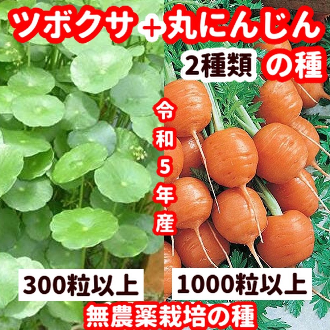 丸ニンジンの種【1000粒以上】＋ツボクサ【300粒以上】の種のセット 食品/飲料/酒の食品(野菜)の商品写真