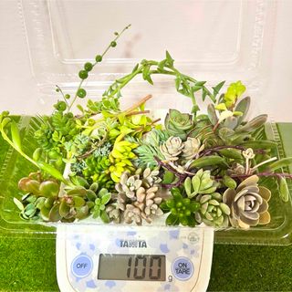 〜多肉植物カット苗詰め合わせ〜色々100gパック(499円)フードパック発送(その他)