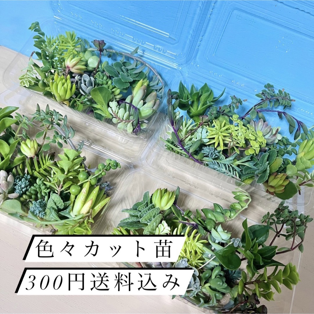 〜多肉植物カット苗詰め合わせ〜色々パック(フードパック発送) ハンドメイドのフラワー/ガーデン(その他)の商品写真