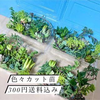 〜多肉植物カット苗詰め合わせ〜色々パック(フードパック発送)(その他)