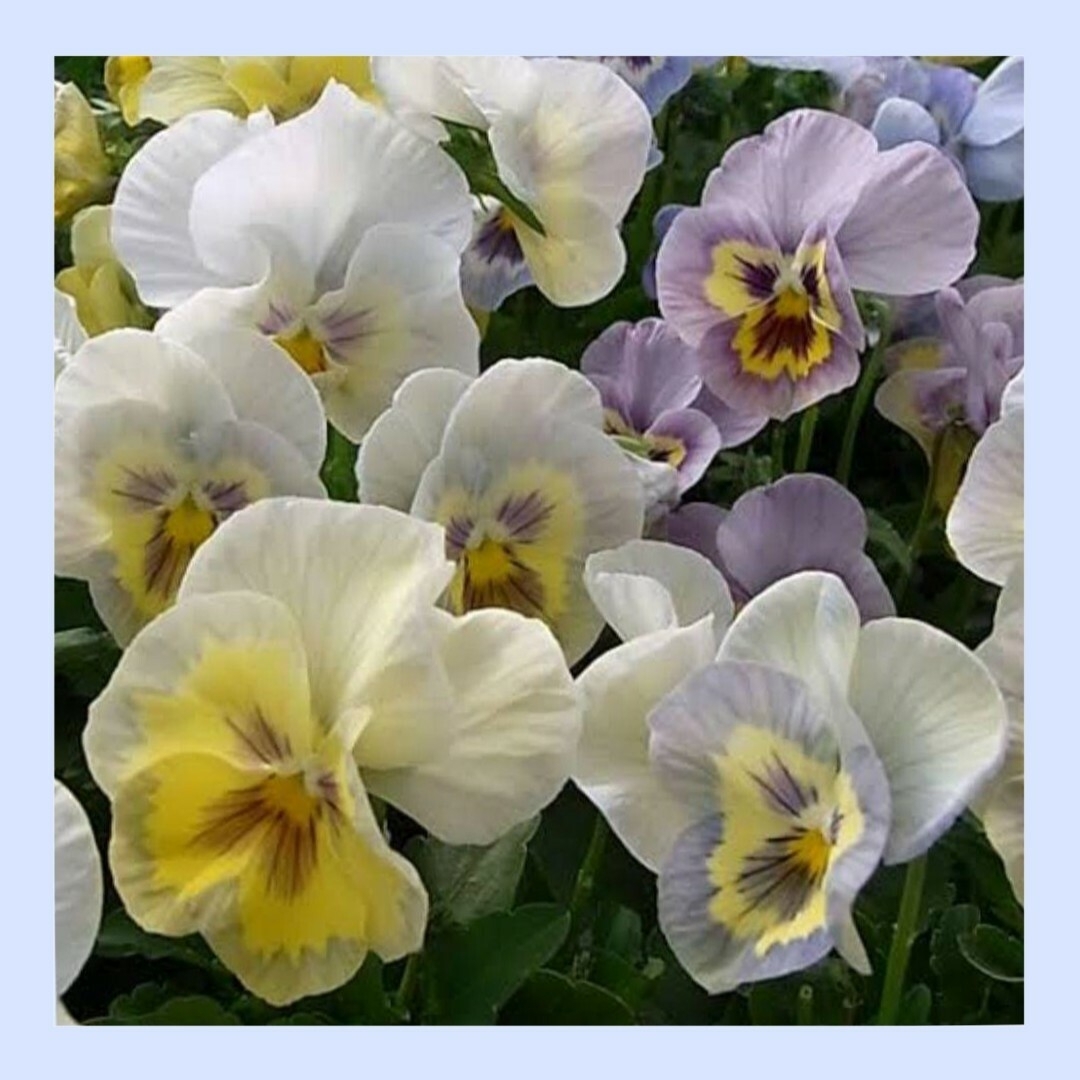 10粒　透明感のある美しいパンジー　水色フリル　✦クリスタルマーメイド✦　花の種 ハンドメイドのフラワー/ガーデン(その他)の商品写真