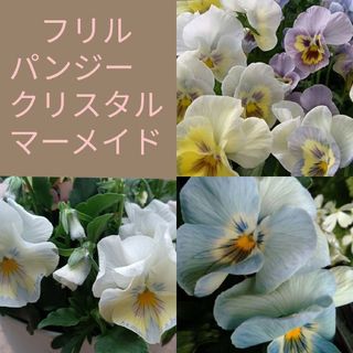 10粒　透明感のある美しいパンジー　水色フリル　✦クリスタルマーメイド✦　花の種(その他)