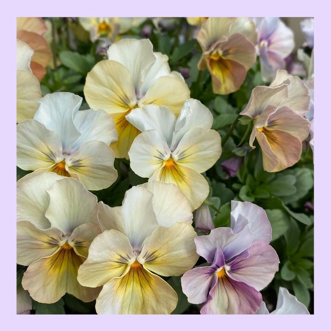 18粒　アンティークなくすみカラー　✦ビオラしんしん✦　花の種 ハンドメイドのフラワー/ガーデン(その他)の商品写真