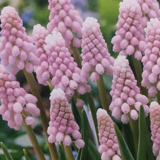 ムスカリ球根　ピンクサンライズ②＋アズレウム８球根(その他)