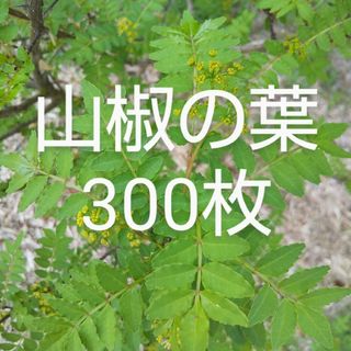 山椒の葉 300枚 新鮮 農薬不使用　天然物(野菜)